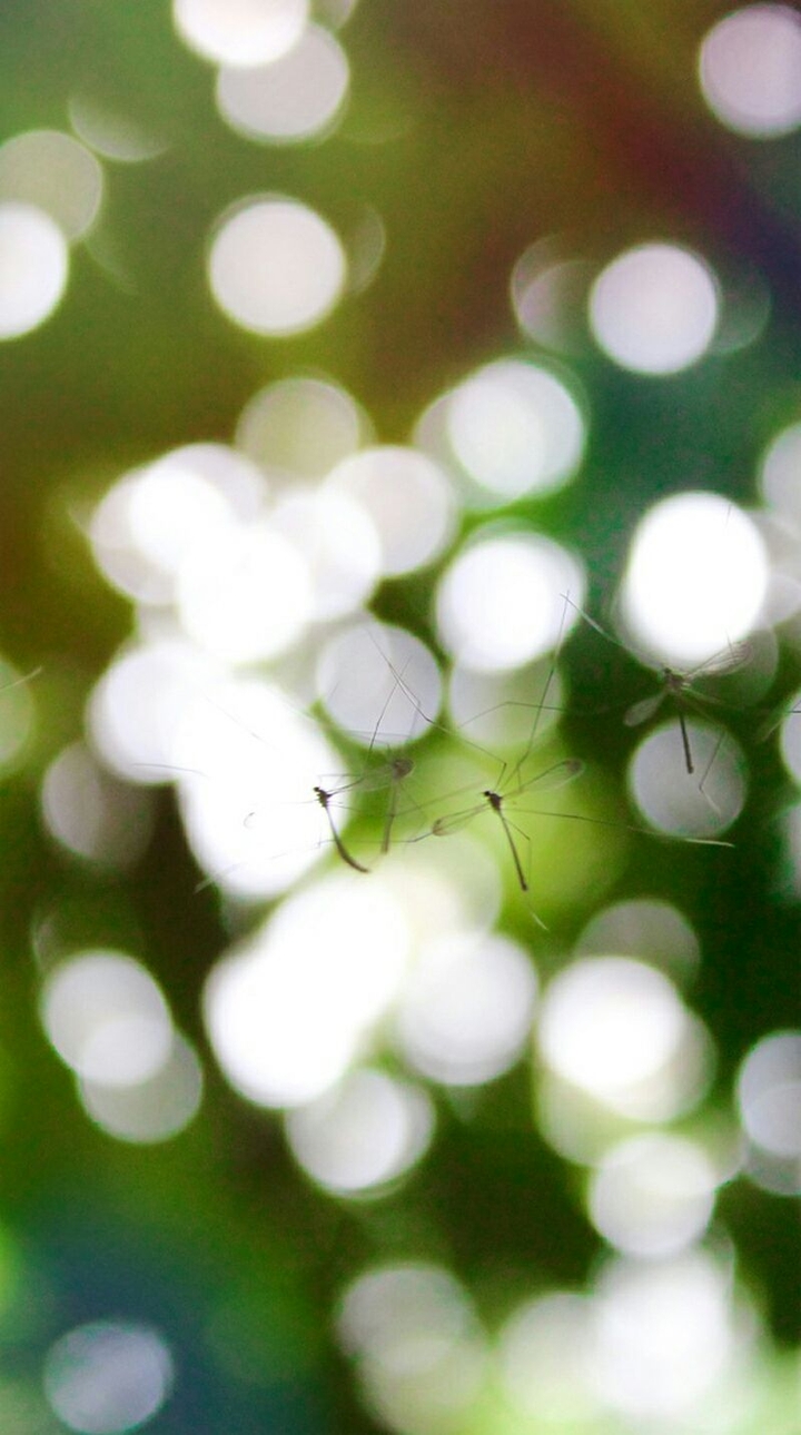 Bokeh