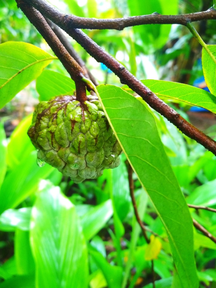 fruit
