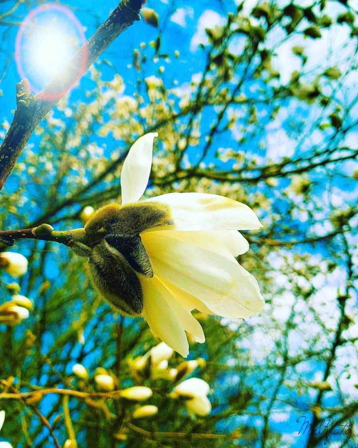 Magnolia sky