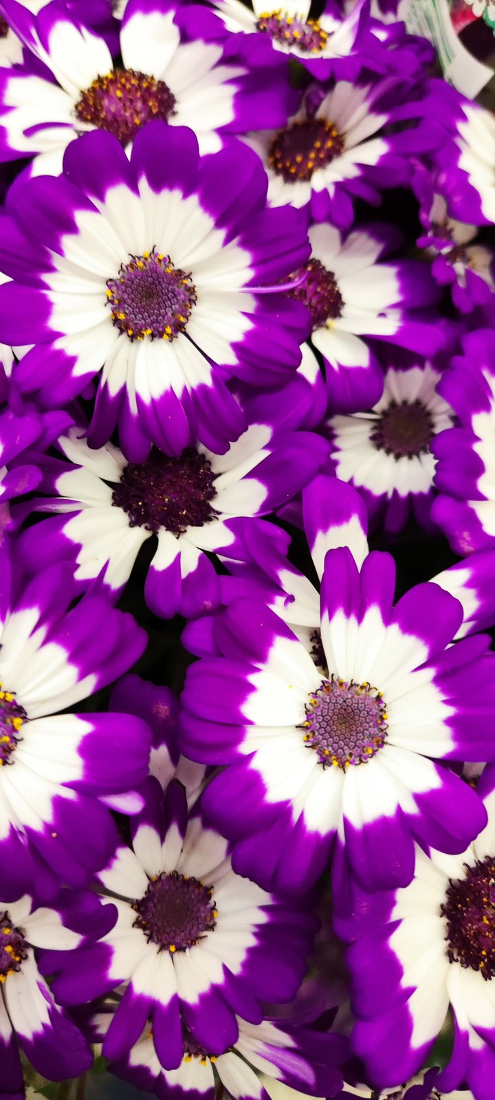 flor