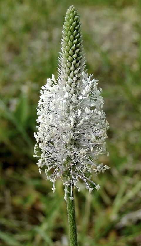 flower, grass háttérképek