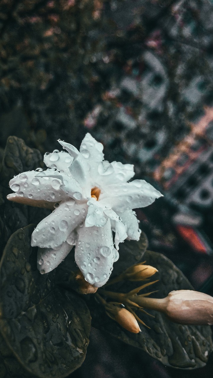flowers