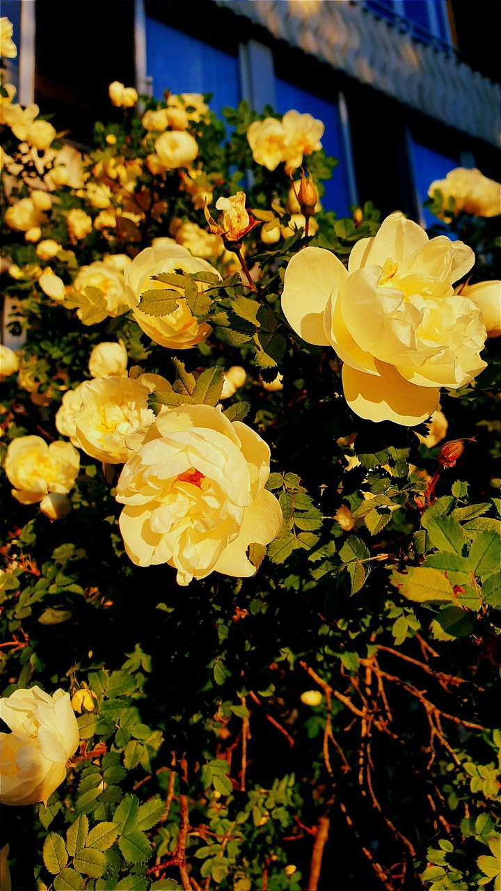 blooming flowers