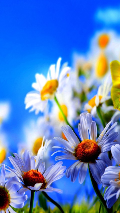 flowers