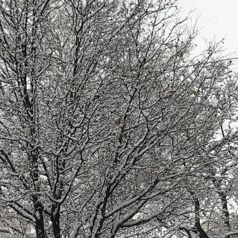 Snow