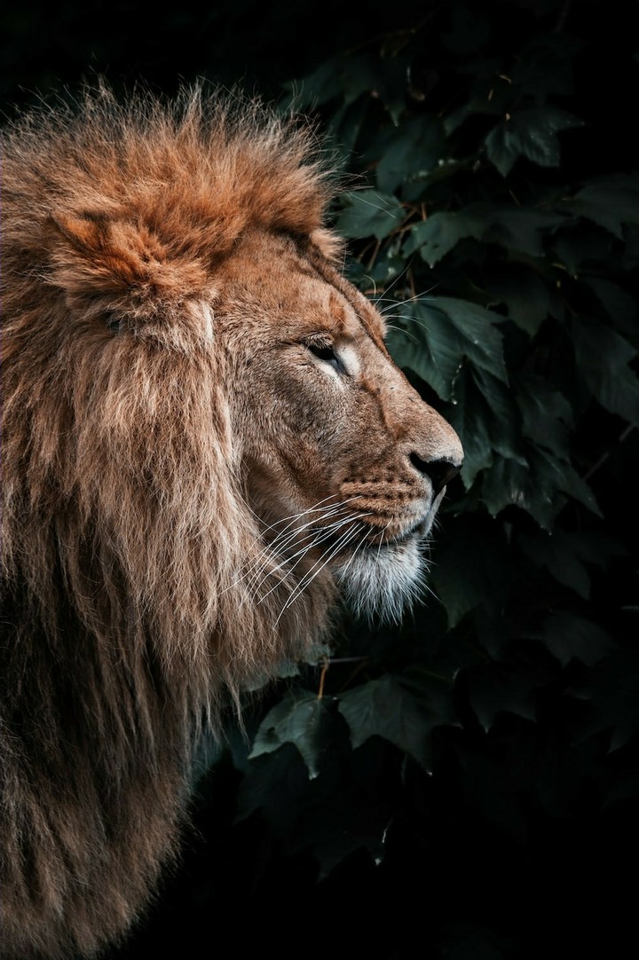 lion