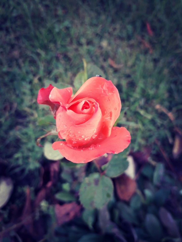 rose