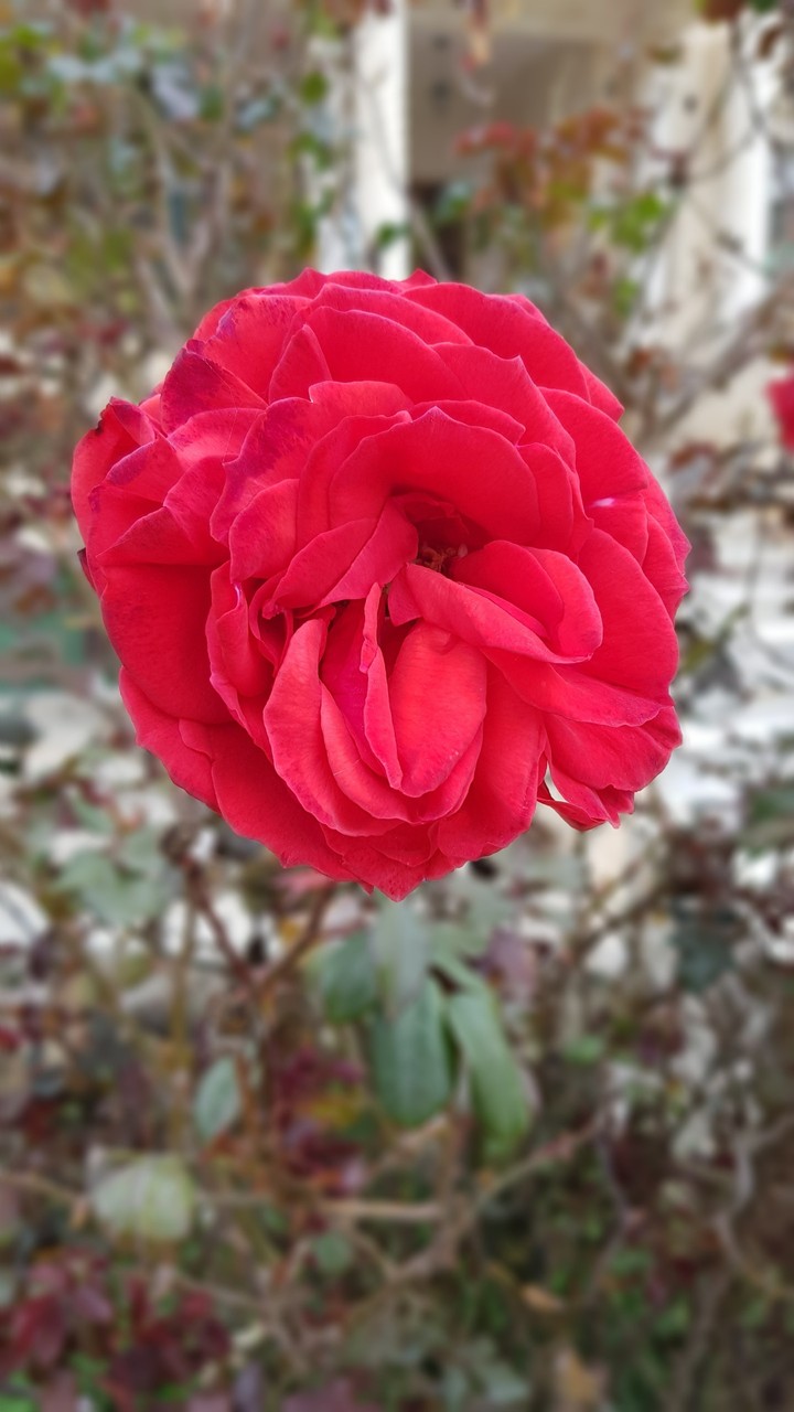 red balsam