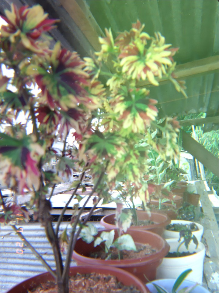 plantita