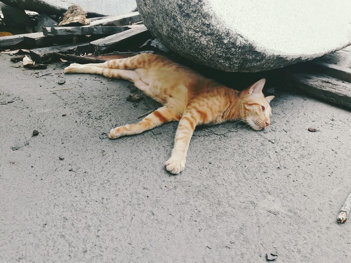 cats