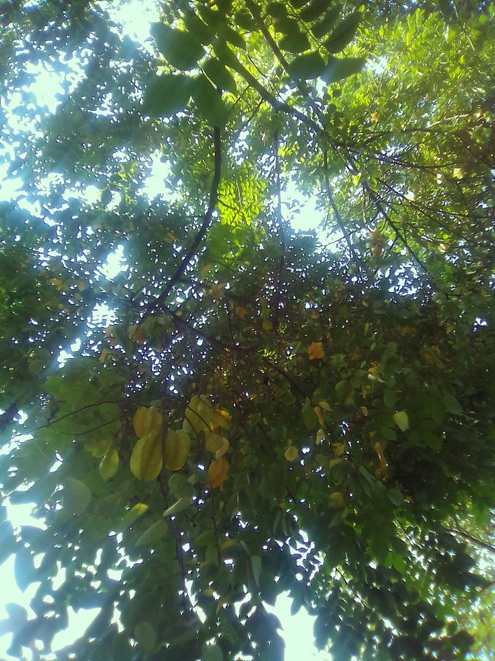 My home star fruits ☺☺