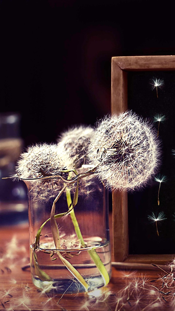 Dandelions