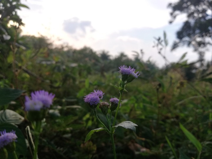 evening
