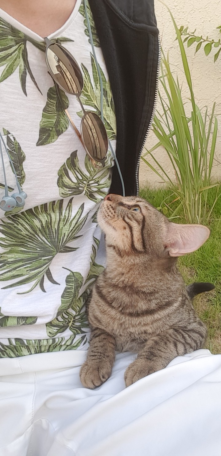 my cat