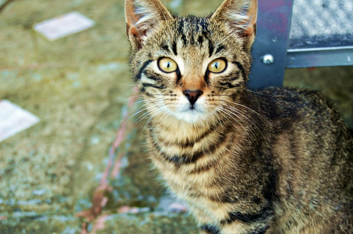 cat