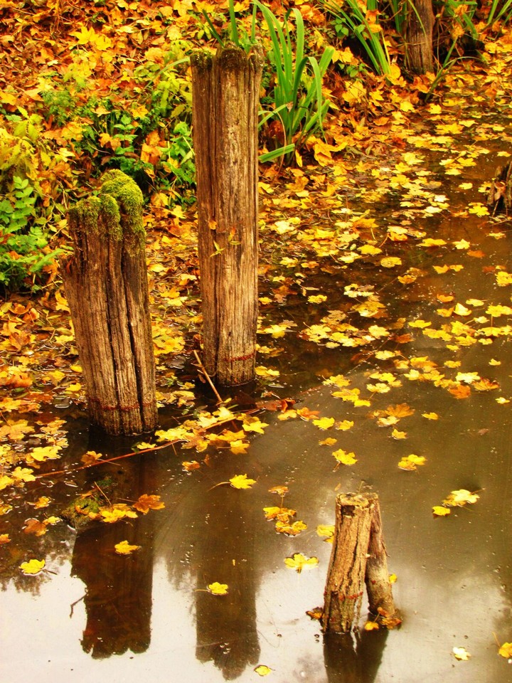 Autumn