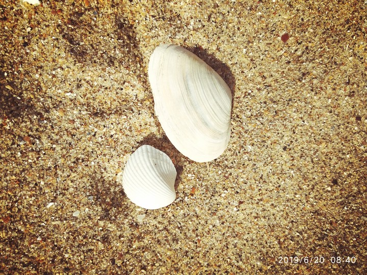 seashells