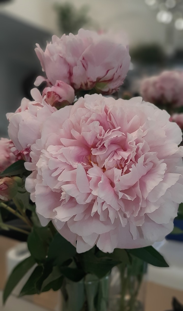 pink flower