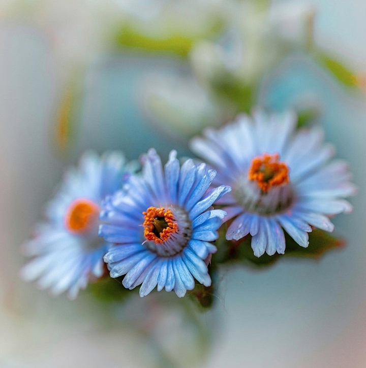Blue flowers