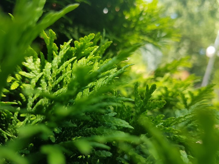 green/عشب/اخضر/طبيعة
