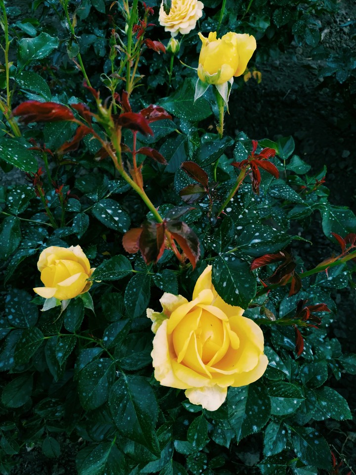 rose