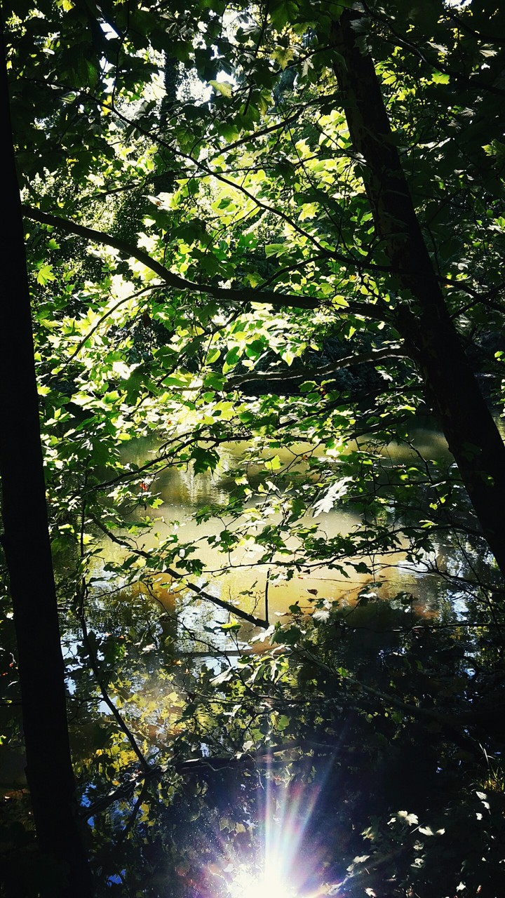Tranquility