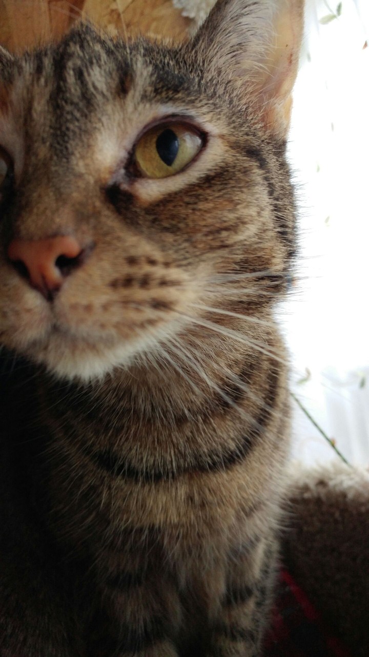 cat.