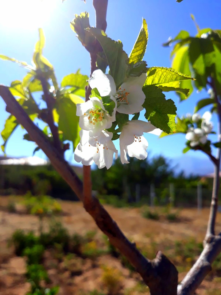 Sunny day and beauty of plum blosssom ?