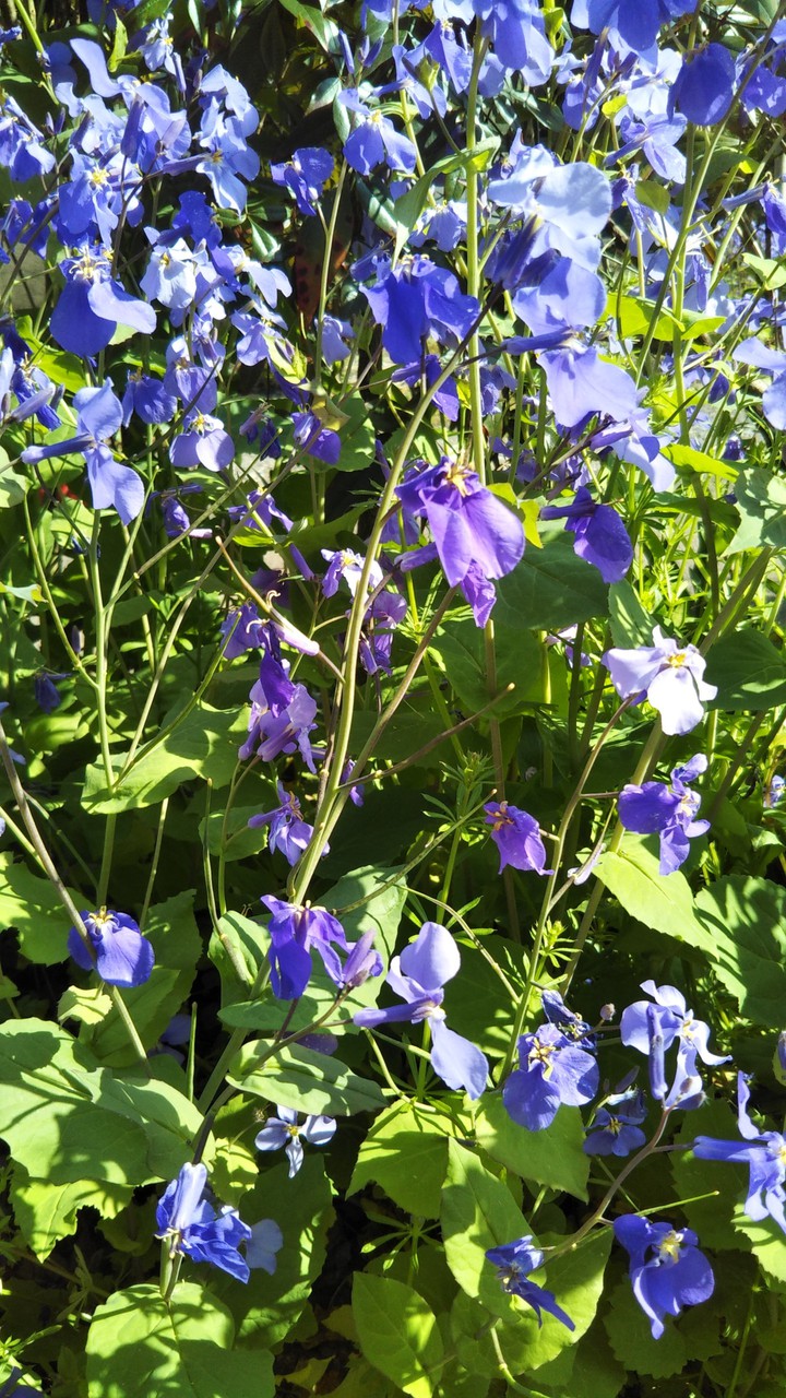 Purple Flowers