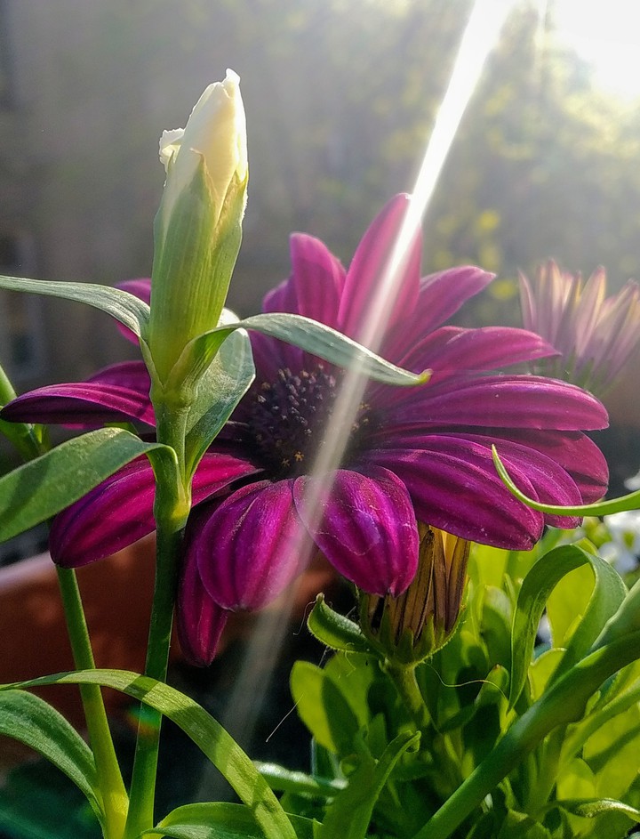 Ray of sun in flower.