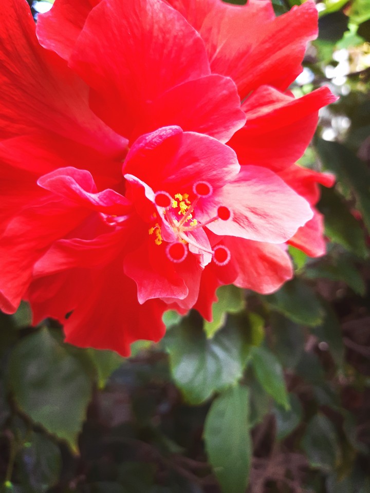 amapola floral