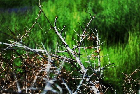 wild kashmir