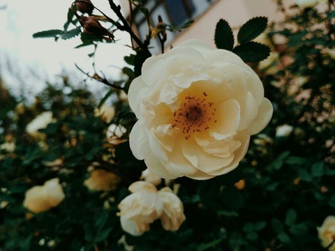 tea rose