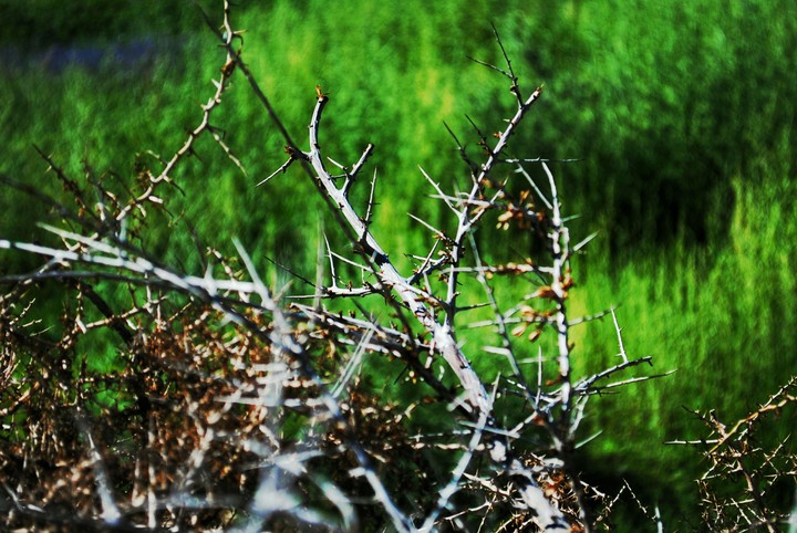 wild kashmir