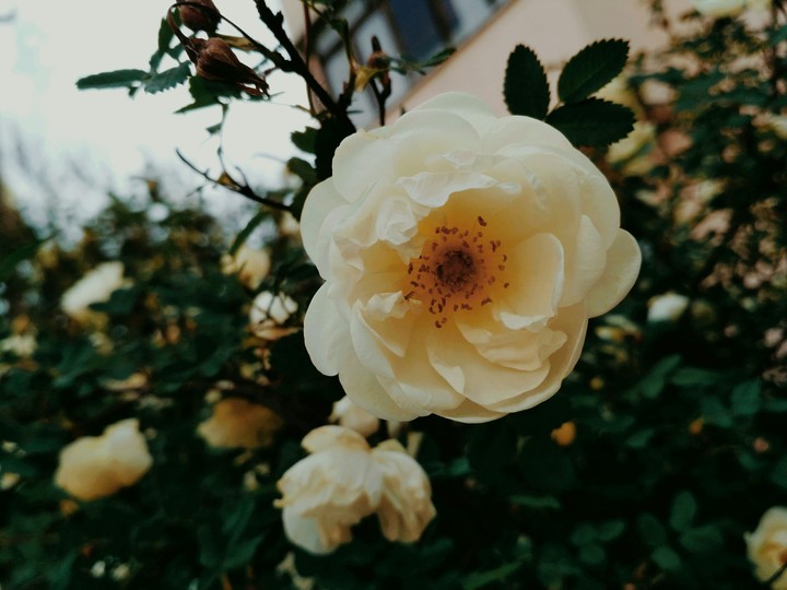 tea rose