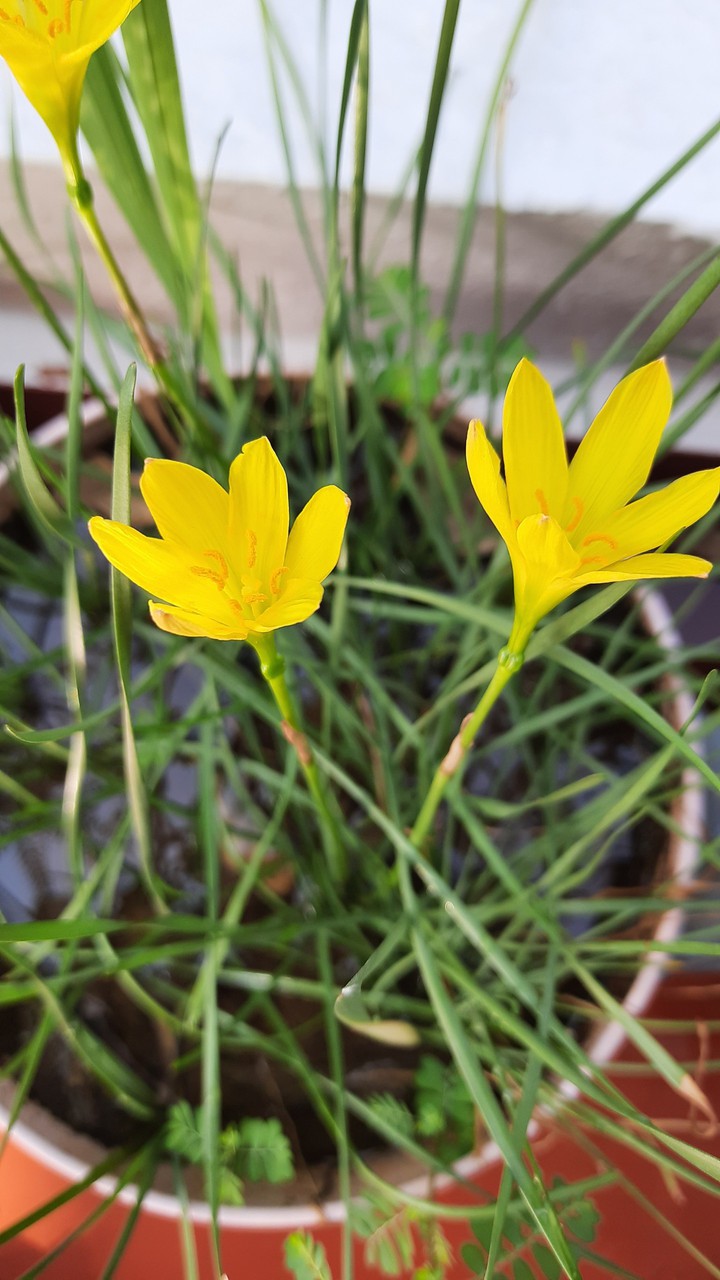 flowers