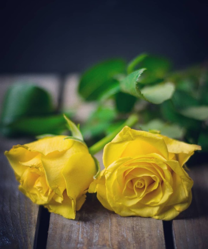 yellow Rose