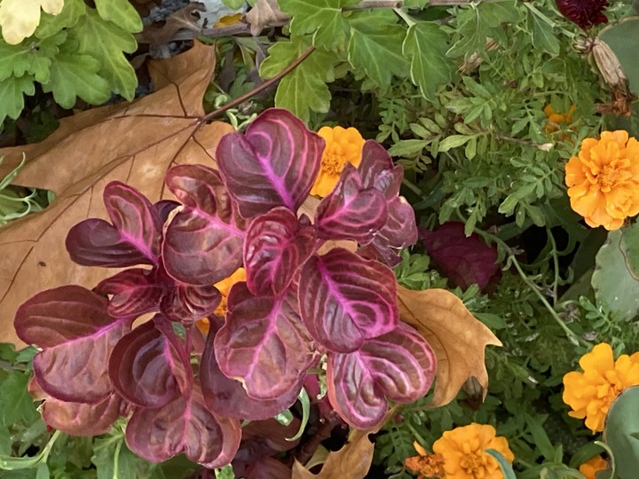 Flores y hojas - Madrid
