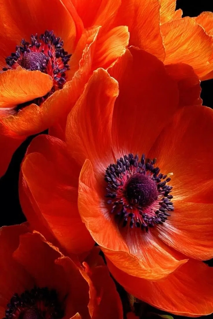 Artificial_flower, Rose_family