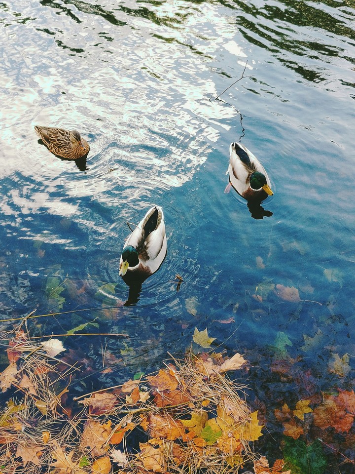 ducks
