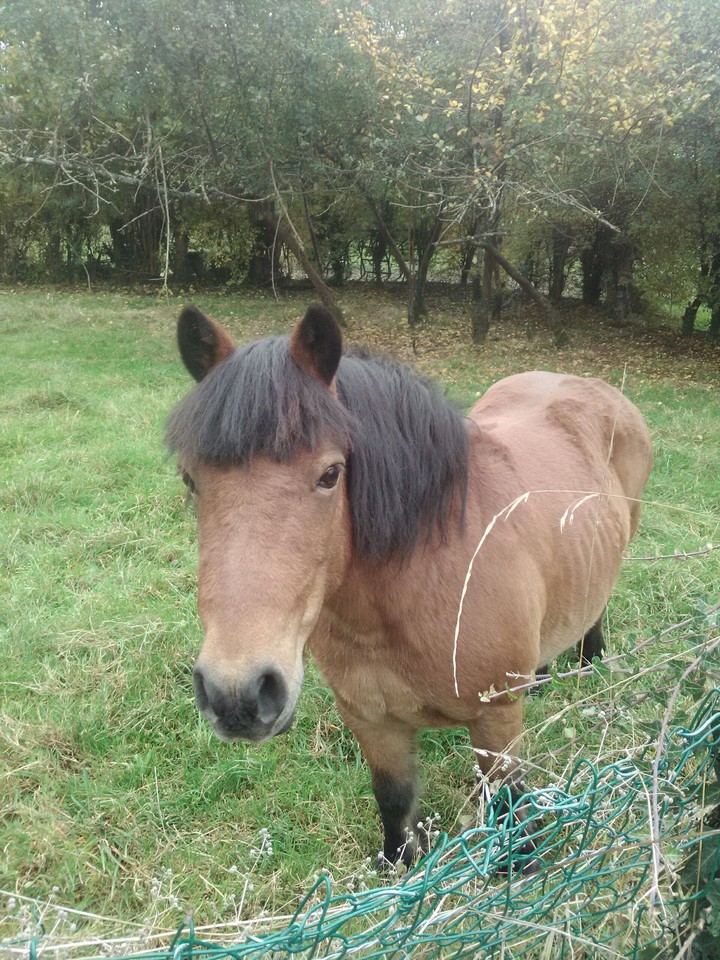 Poney