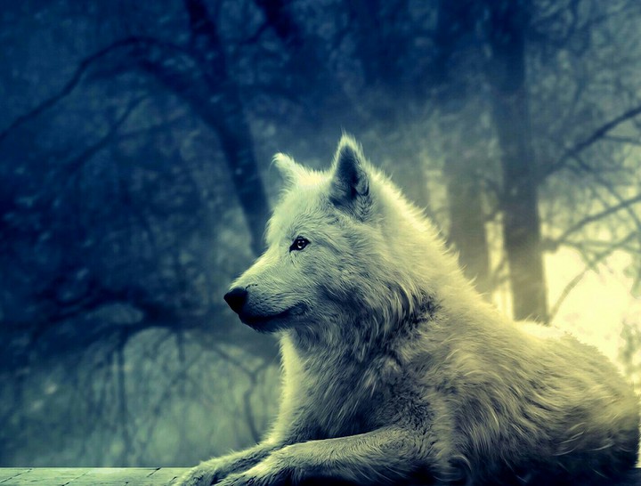 A Wolf