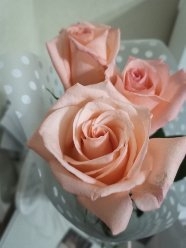 #rose