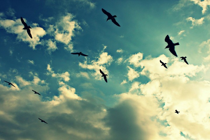 birds
