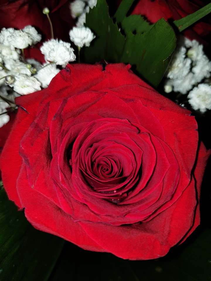 Beautiful rose