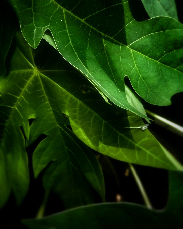 green evolution