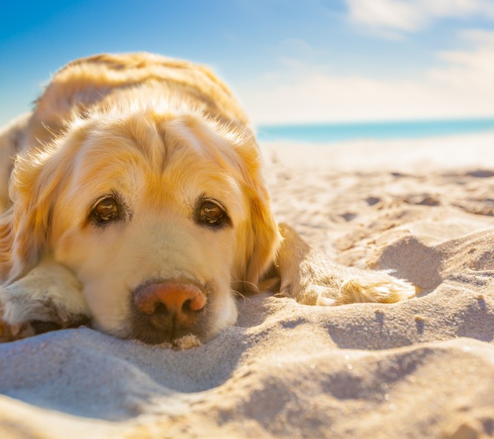 dog