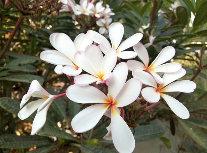 flowers