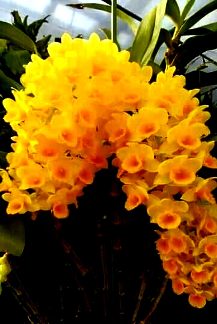 ORCHID