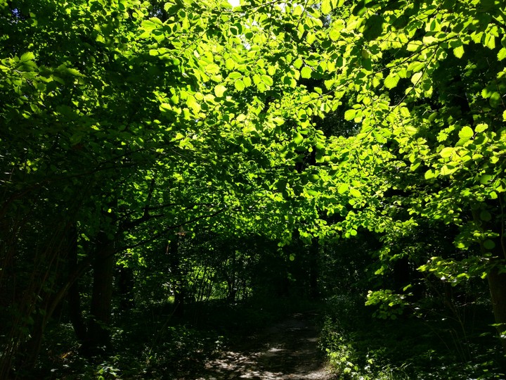 wood